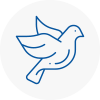 Bird Prevention Wadebridge
