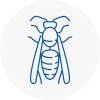 Wadebridge Wasp Nest Removal